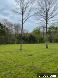 Land 1 An open, sunlit field with scattered trees under a clear sky, hinting at future possibilities.