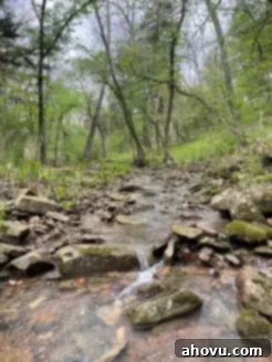 Land 2 A serene image of a clear creek with gently flowing water, surrounded by lush greenery and natural rocks, depicting a peaceful natural setting.