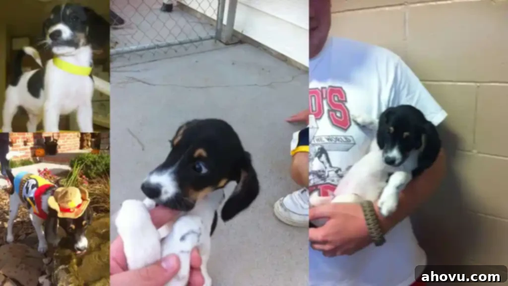 A photo collage of a puppy. 