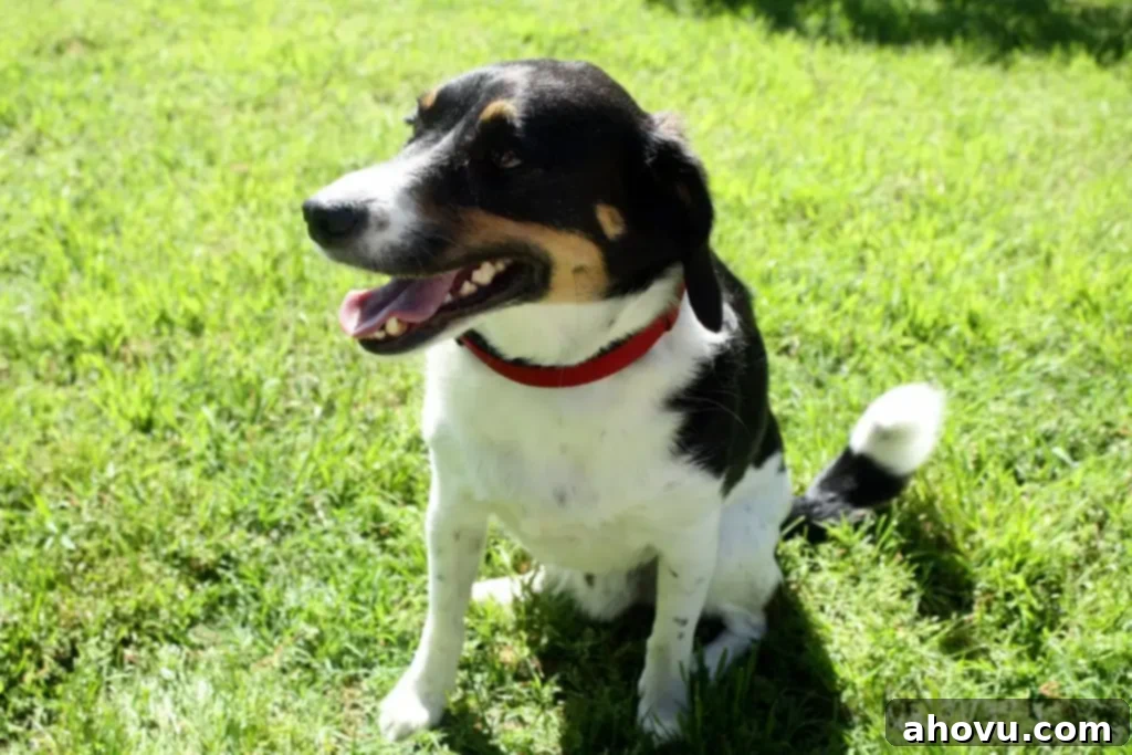 A brown, black, and white small dog sitting on grass. 