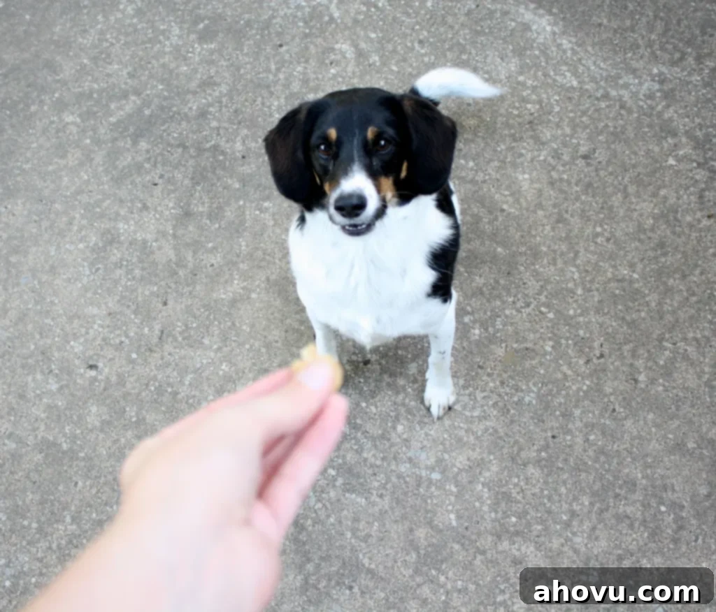A small dog waiting patiently for the peanut butter oatmeal dog treat that's being held out. 