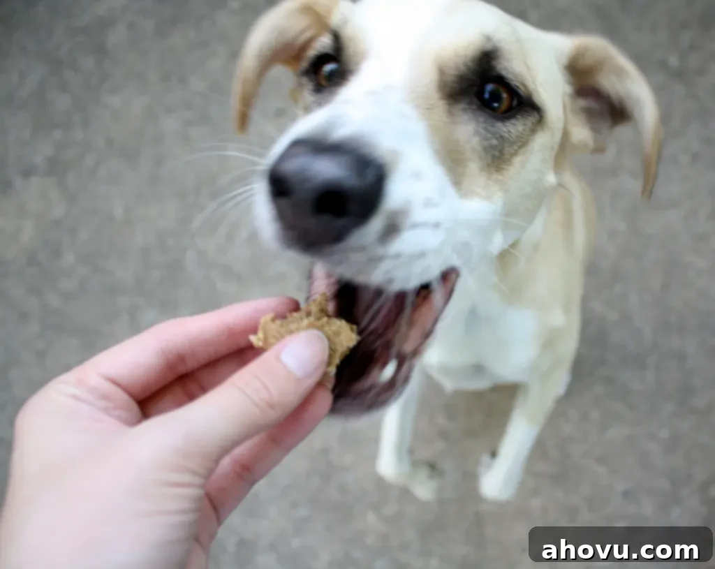 A small brown and white dog jumping up to eat a homemade peanut butter dog treat. 